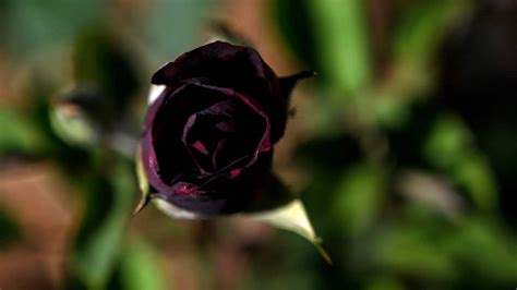 Black Rose Flower Plant | Best Flower Site