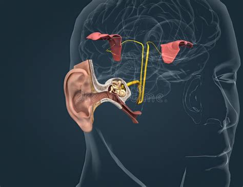 Sound Passes Through The Ear And Carries Signals To The Brain Stem