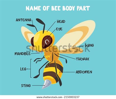 1248 Bee Body Parts Images Stock Photos And Vectors Shutterstock