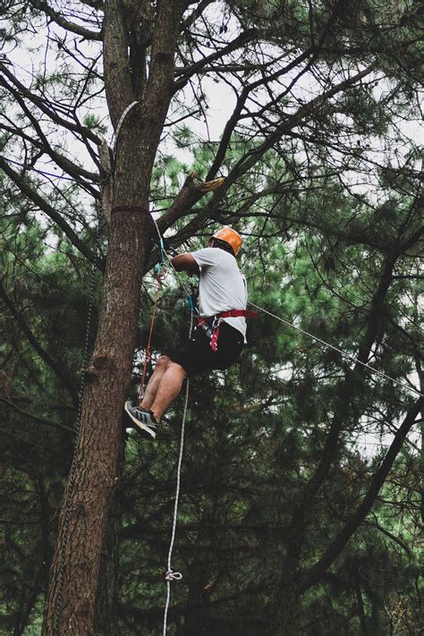 Man Climbing Tree · Free Stock Photo