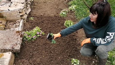 Repiquer Des Plants De Fraisiers La M Thode Traditionnelle Youtube