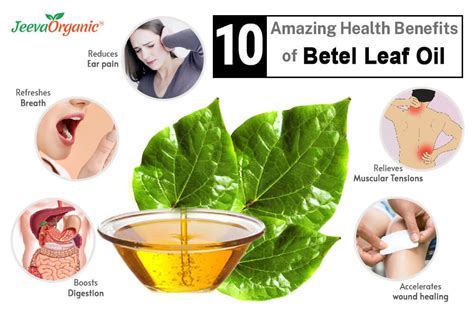 Amazing Health Benefits Of Betel Leaf Oil