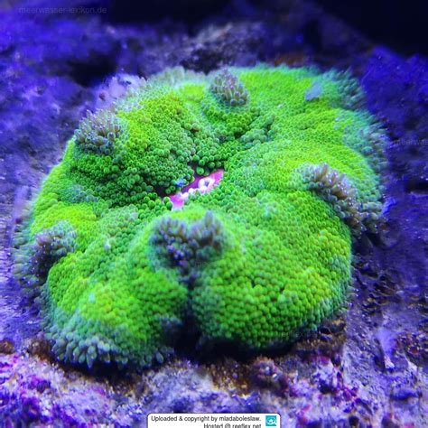 Stichodactyla Tapetum Mini Carpet Anemone