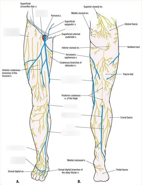 Cutaneous Nerves Veins Of Thigh Diagram Quizlet