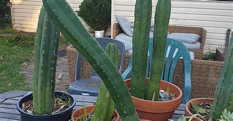 Arborists Lopped Off Parts Of A Tree Above My Cacti Could Be Worse But Come On Imgur