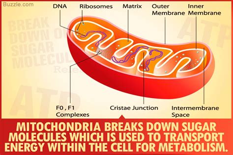 Mitochondria Diagram And Functions Using Annotated Diagram D