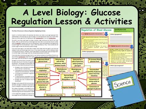 A Level Biology Regulation Of Blood Glucose Lesson And Activities