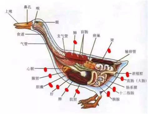 鸭子结构图解鸭子的内脏结构图片 伤感说说吧