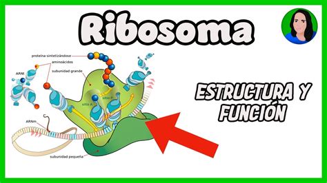 Qué son los ribosomas en la célula procariota Actualizado julio 2024