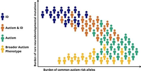 Frontiers Autism A Model Of Neurodevelopmental Diversity Informed By