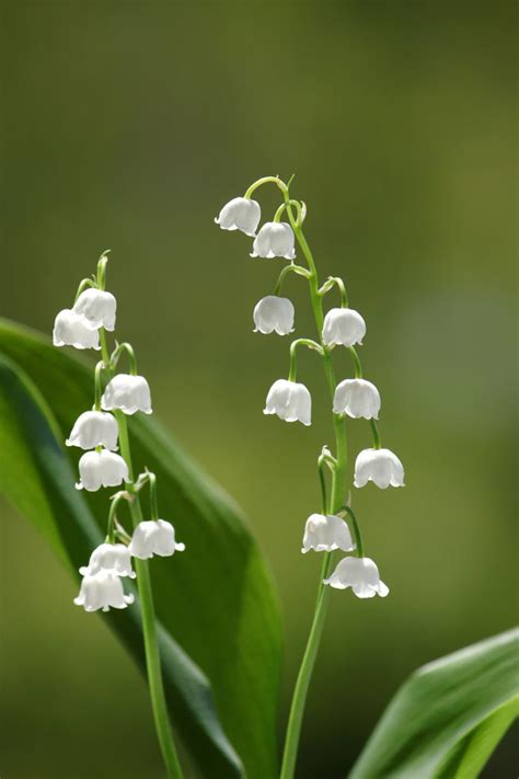 The Meaning And Symbolism Of The Word Lily Of The Valley