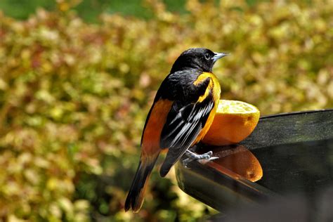 Backyard Birds of Michigan: Top 18 Bird Species with Pictures