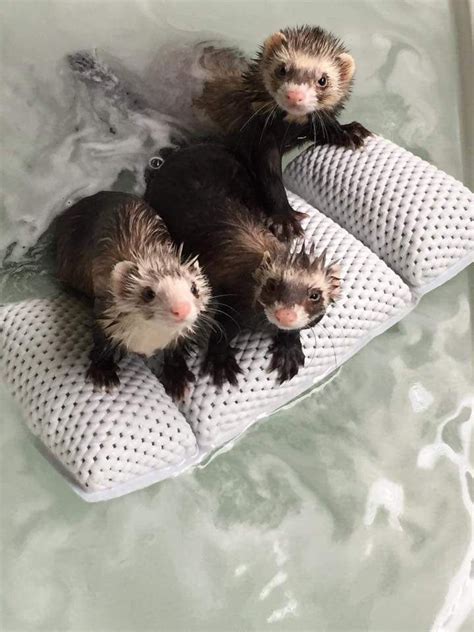 425 Best Funny Ferrets Images On Pinterest Funny Ferrets Ferrets And
