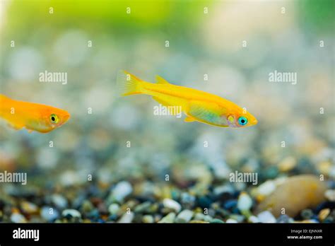 Japanese Rice Fish Stock Photo Alamy