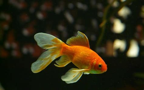 Goldfish Lifespan Tips To Impact How Long They Live