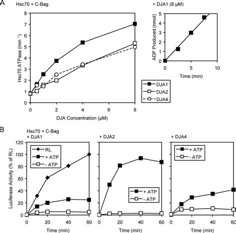 Dja Activation Of Hsc A Steady State Atpase Rates Of Purified