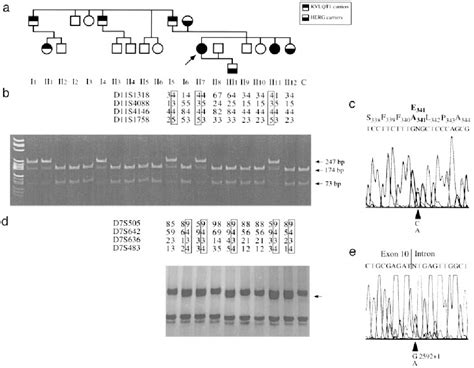 Figure 3 From C Terminal HERG Mutations The Role Of Hypokalemia And A