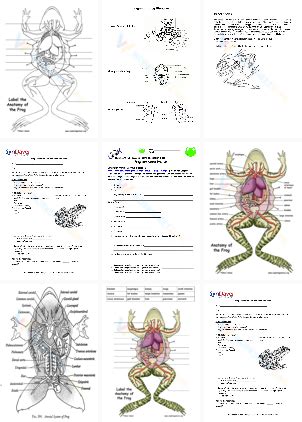 Frog Dissection Worksheets