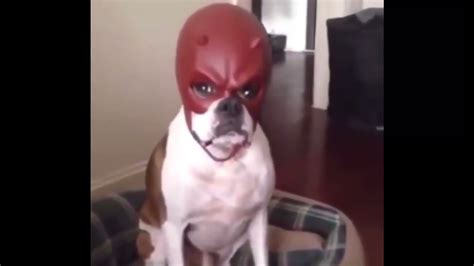 Dog With Daredevil Mask Meme No Watermark For Tiktok Youtube