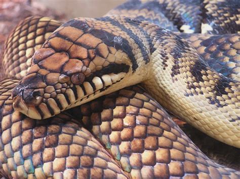 Amethystine Python Facts and Pictures | Reptile Fact