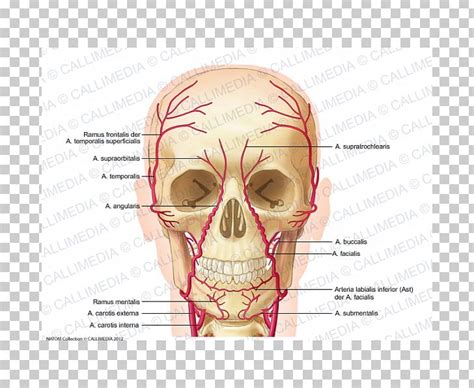 Supraorbital Artery