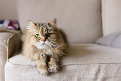 Matted Cat Hair How To Handle It Great Pet Care