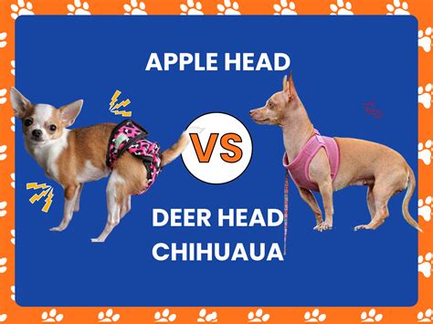 7 Differences Between Apple Head Vs Deer Head Chihuahua