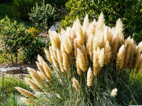 Stockfoto Med Beskrivningen Hautes Tiges Aux Fleurs Panach Es Ou