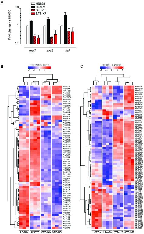 Phopr Regulated Genes Are Expressed At Higher Levels In Mtb H37rv Or