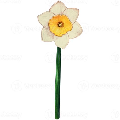 Free Watercolor Hand Drawn Yellow Daffodil Flower 21386886 Png With