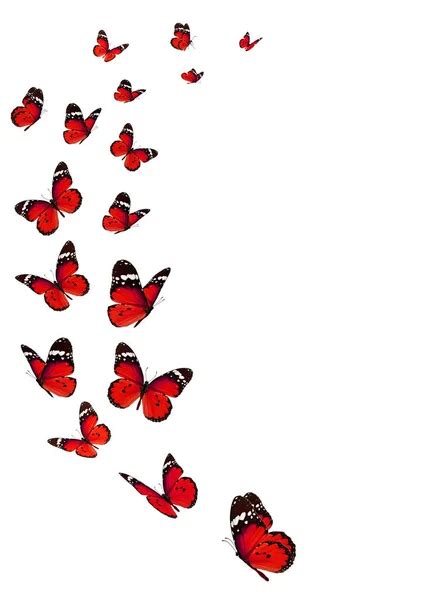 Butterfly Border Stock Photos Royalty Free Butterfly Border Images