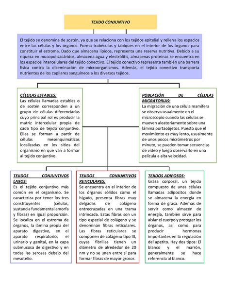 Arriba Imagen Tejido Conjuntivo Mapa Mental Abzlocal Mx