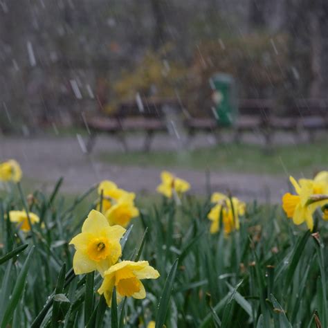 Kühles Schauerwetter mit einzelnen Gewittern in Rheinland Pfalz SWR