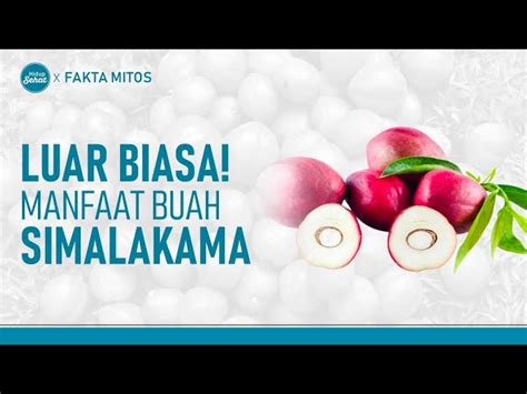 Temukan Manfaat Buah Simalakama Yang Jarang Diketahui Biotifor