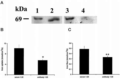 Nramp Expression Is Associated With Ph Dependent Iron Transport A