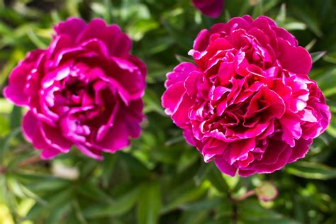 How To Use Peonies In Feng Shui