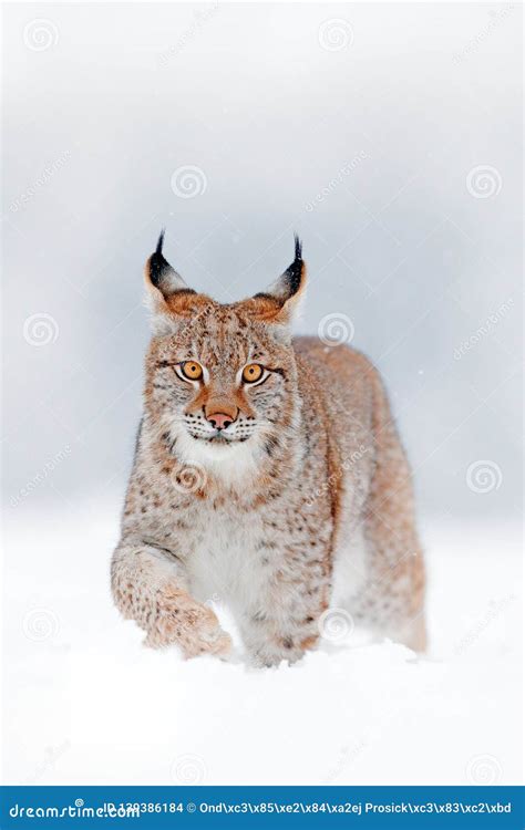 Eurasian Lynx Walking, Wild Cat in the Forest with Snow. Wildlife Scene ...