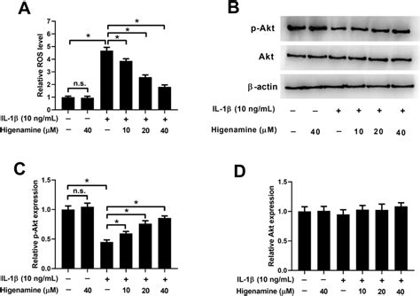 The Influence Of Higenamine On ROS And The PI3K Akt Signaling HNPCs