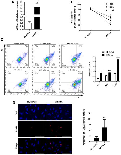 Mir A Modulates Lens Epithelial Cell Apoptosis And Cataract