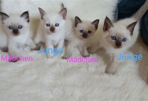Süße Siam/ Birma Mix Kitten (Lübbecke) - Point-Siamkatzen - Deine ...