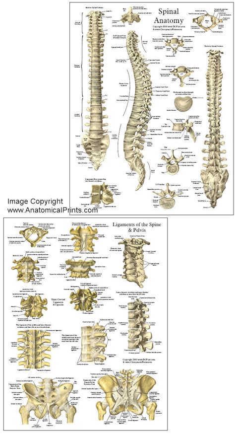 Spinal Anatomy Reference Chart