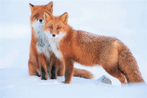 Red Foxes In Snowfall Winter HD Wallpaper