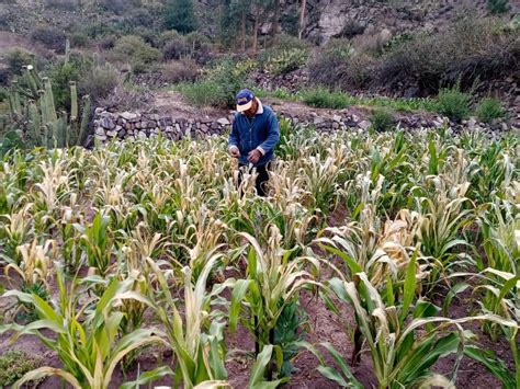 Cultivos De MaÍz Afectados Por Heladas En Yunga Coer Moquegua