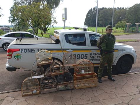 Opera O Em Passo Fundo Brigada Militar Resgata P Ssaros Silvestres