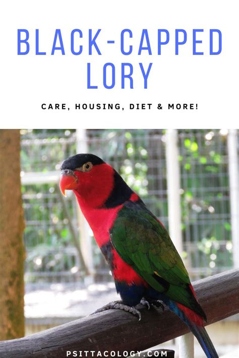 Black Capped Lory Care Info Lorius Lory Psittacology