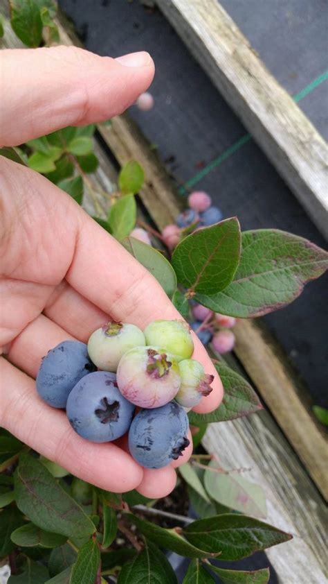 Highbush Blueberry Aurora → Végétolab → Berry Seedlings Nursery