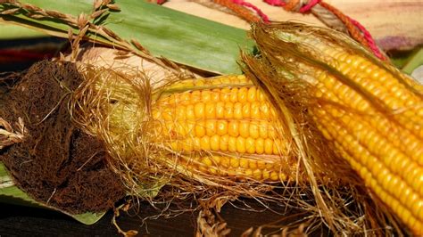 T De Pelos De Elote Aprende A Prepararlo Y Conoce Sus Beneficios