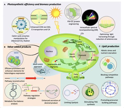 Illustration Of Various Genetic Engineering Strategies Used In