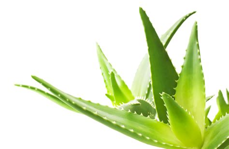 Aloe Png Transparent Image Png Mart