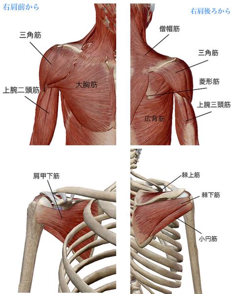 野球肩を治すには Personalcare鍼灸整体院